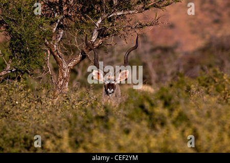 Tswalu Kalahari Reserve, la famiglia Oppenheimer-riserva di proprietà nei pressi della piccola città di Vanzylsrus. Kudu antilope. Foto Stock