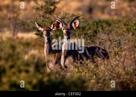 Tswalu Kalahari Reserve, la famiglia Oppenheimer-riserva di proprietà nei pressi della piccola città di Vanzylsrus. Kudu antilope. Foto Stock