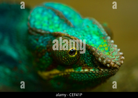 Testa di coloratissimi Panther chameleon o Chamaeleo pardalis in vista ravvicinata con bassa dept del campo Foto Stock