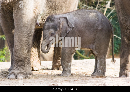 Femmina asiatica baby elephant o Elephas maximus soggiornando vicino alla sua madre Foto Stock