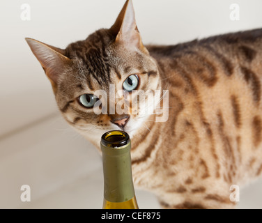 Curioso brown Gatto bengala sniffing in corrispondenza di un apertura della bottiglia di vino Foto Stock