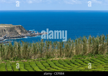 Paesaggio di siepi di tè durante la mietitura di colture di tè in "Porto Formoso' village, costo del nord di São Miguel Island, nelle Azzorre. Foto Stock