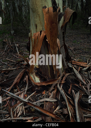 Forest Gomma rossa spargimento corteccia, Morton National Park, NSW Australia Foto Stock