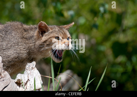 Scottish gatto selvatico (Felis silvestris grampai) Foto Stock