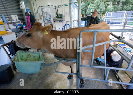 Nuova Zelanda jersey mucca in stalla fienile. Foto Stock