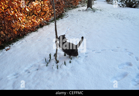 Eccezionalmente lungo e freddo inverno in Inghilterra del 2011-2012 con West Norfolk le spiagge e i laghetti sotto il ghiaccio e la neve Foto Stock