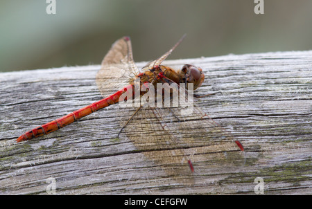 Maschio darter comune (sympetrum striolatum) sulla recinzione Foto Stock