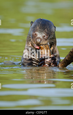 Un gigante selvatico Lontra di fiume alimentare sui pesci Foto Stock
