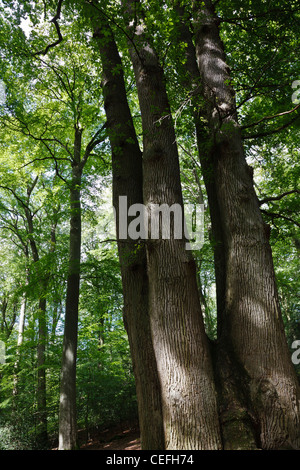 Le Chêne-Cuve, una quercia con quattro linee, Fôret Domaniale de Brotonne, Normandia, Francia Foto Stock