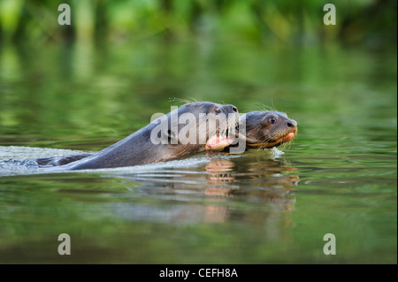 Un gigante di Lontra di fiume che porta un bambino mentre nuoto Foto Stock