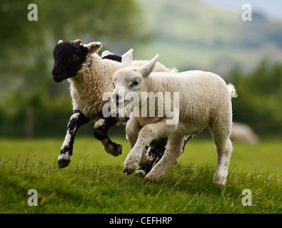 Agnelli a molla avente un po' di divertimento che corre intorno i campi in [Lake District National Park] Foto Stock