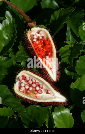 - Achiote Bixa orellana Foto Stock