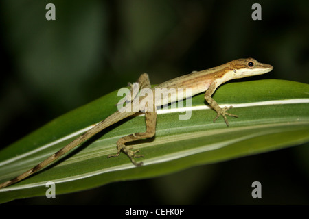 Anole Lizard - confine Anole (noto anche come Anole) limifrons Anolis Foto Stock