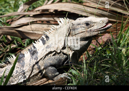 Spinosa nero-tailed Iguana a.k.a. Iguana nero o nero Ctenosaur (Ctenosaura similis) Foto Stock