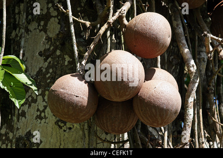 Palla di cannone ad albero ( a.k.a. Ayahuma) Couroupita guianensis Foto Stock