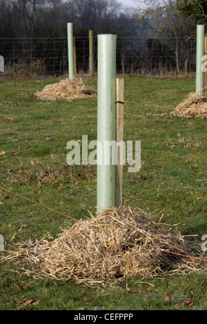 Giovani alberi di mele con elementi di protezione per alberi sulla paglia e rotondi per proteggere le radici Foto Stock