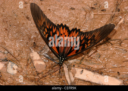 Il gigante africano a coda di rondine (farfalla Papilio antimachus: Papilionidae) maschio copertura nella foresta pluviale, Ghana. Foto Stock