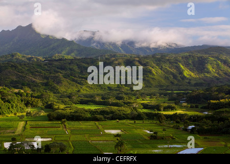 I campi di Taro (Colocasia esculenta) sull'isola di Kauai, Hawaii. Stati Uniti d'America Foto Stock