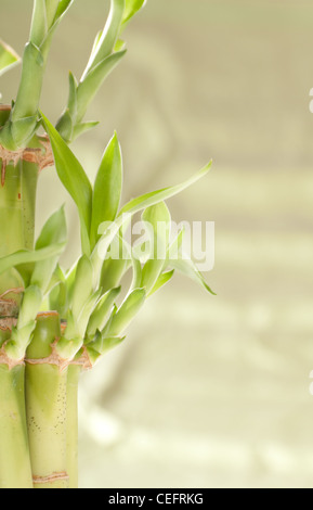 La fortuna di piante di bambù su uno sfondo verde Foto Stock