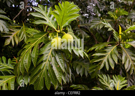 Ulu o l'albero del pane (Artocarpus altilis) crescente presso il giardino McBryde su Kauai, Hawaii. Stati Uniti d'America Foto Stock