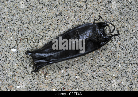 Il Mermaid portamonete / caso di uova di squalo pescecane (Scyliorhinus canicula) sulla spiaggia, Belgio Foto Stock