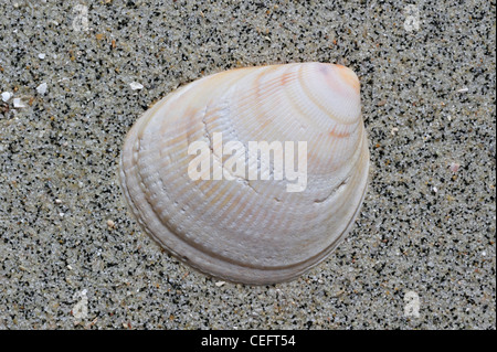 Superficie liscia / Norvegia increspature (Laevicardium crassum) shell sulla spiaggia, Brittany, Francia Foto Stock