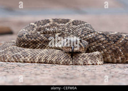 Rattlesnake velenosi sonaglio pericolose infame Crotalus Sistrurus predator Foto Stock