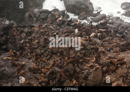 I leoni di mare sulla riva del mare, Oregon Coast, Oregon, Stati Uniti d'America Foto Stock