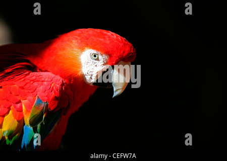 Rosso-verde Macaw (Ara chloroptera), close-up, Scarlet Macaw Foto Stock