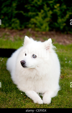 Studio di un bianco Giapponese Spitz Cane guardando alla sua destra dettagli nitidi in occhi Foto Stock