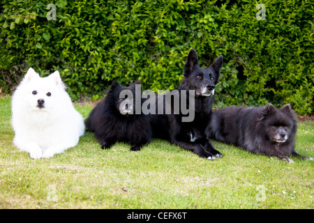 Giapponese bianco Spitz Cane due Spitz tedesco cani e un nero pastore tedesco cane tutto guardando verso la telecamera Foto Stock