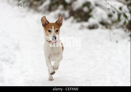 Parson Jack Russell Terrier in esecuzione alla massima velocità verso la telecamera nella neve, orecchie in aria Foto Stock