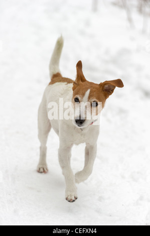 Parson Jack Russell Terrier godendo di una corsa nella neve Foto Stock