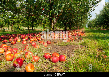 Mele sul suolo in un frutteto Foto Stock