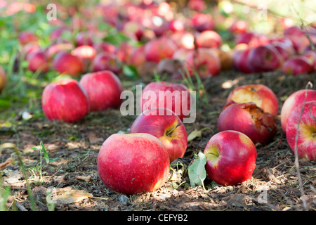 Mele sul suolo in un frutteto Foto Stock