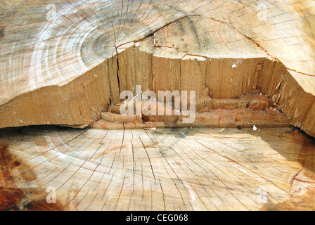Taglio,tree,moncone,cross,circle,texture,corteccia,cortex, Foto Stock