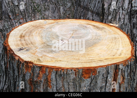 Taglio,tree,moncone,cross,circle,texture,corteccia,cortex, Foto Stock
