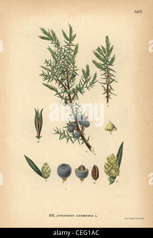 Ginepro Juniperus communis. Foto Stock