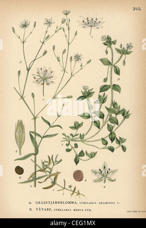 Erba-come starwort, Stellaria graminea, e comuni chickweed, Stellaria media. Foto Stock