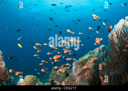 Famiglia endemiche di Maldive, Anemonefish Amphiprion nigripes, North Male Atoll, Oceano Indiano, Maldive Foto Stock