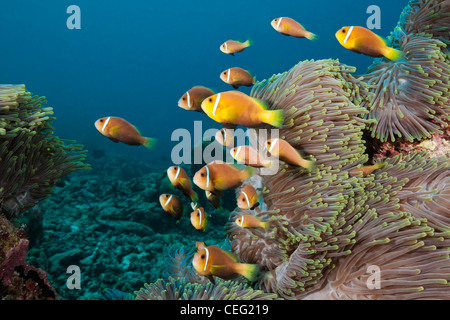 Famiglia endemiche di Maldive, Anemonefish Amphiprion nigripes, North Male Atoll, Oceano Indiano, Maldive Foto Stock