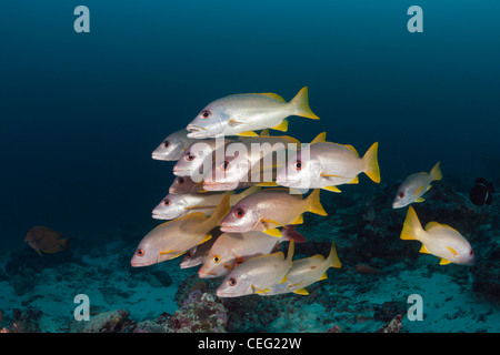 Secca di uno spot Snapper, Lutjanus monostigma, Baa Atoll, Oceano Indiano, Maldive Foto Stock