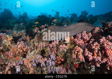 Murena Gigante sulla barriera corallina, Gymnothorax javanicus, North Male Atoll, Oceano Indiano, Maldive Foto Stock