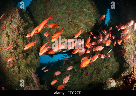 Soldierfishes in grotta, Mypristis sp., Baa Atoll, Oceano Indiano, Maldive Foto Stock