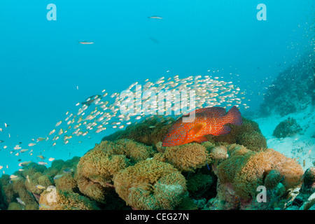 Secca delle spazzatrici pigmeo e Coral raggruppatore, Parapriacanthus ransonneti, Cephalopholis miniata, Baa Atoll, Oceano Indiano, Maldive Foto Stock