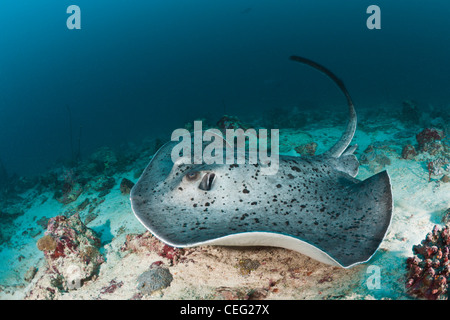 Nero-spotted Stingray, Taeniura meyeni, Baa Atoll, Oceano Indiano, Maldive Foto Stock