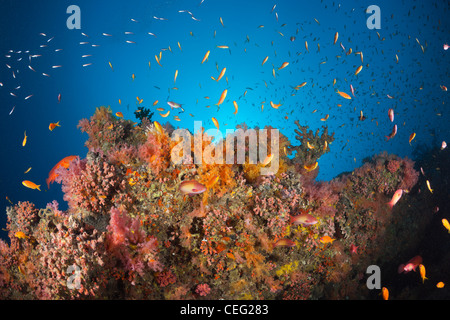 Pesci corallo su Soft Coral Reef, Baa Atoll, Oceano Indiano, Maldive Foto Stock