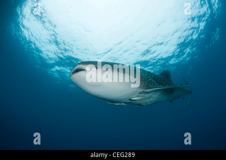 Squalo Balena, Rhincodon typus, North Male Atoll, Oceano Indiano, Maldive Foto Stock