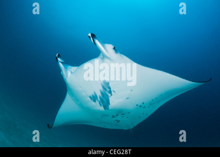 Manta, Manta birostris, North Male Atoll, Oceano Indiano, Maldive Foto Stock