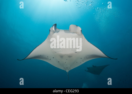 Manta, Manta birostris, North Male Atoll, Oceano Indiano, Maldive Foto Stock